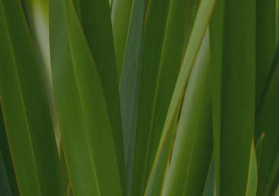 BannreImage