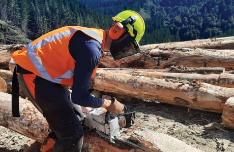 Area-Interest-Hero-Image-Forestry.jpg