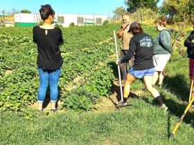 Kumara crop class HERO