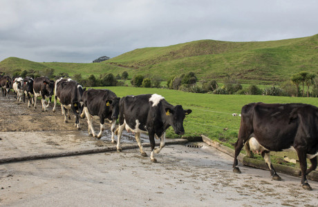 Hero-Image-NZ-Cert-Agriculture-L4.jpg