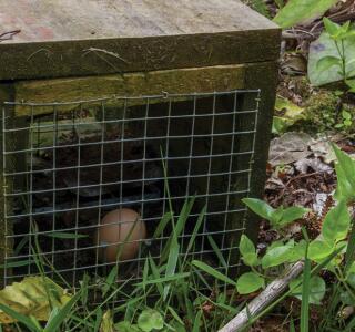 Hero Image NZ Cert Pest Operations L3