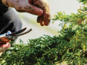 Pruning and Training programme hero