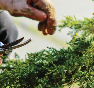 Pruning and Training programme hero
